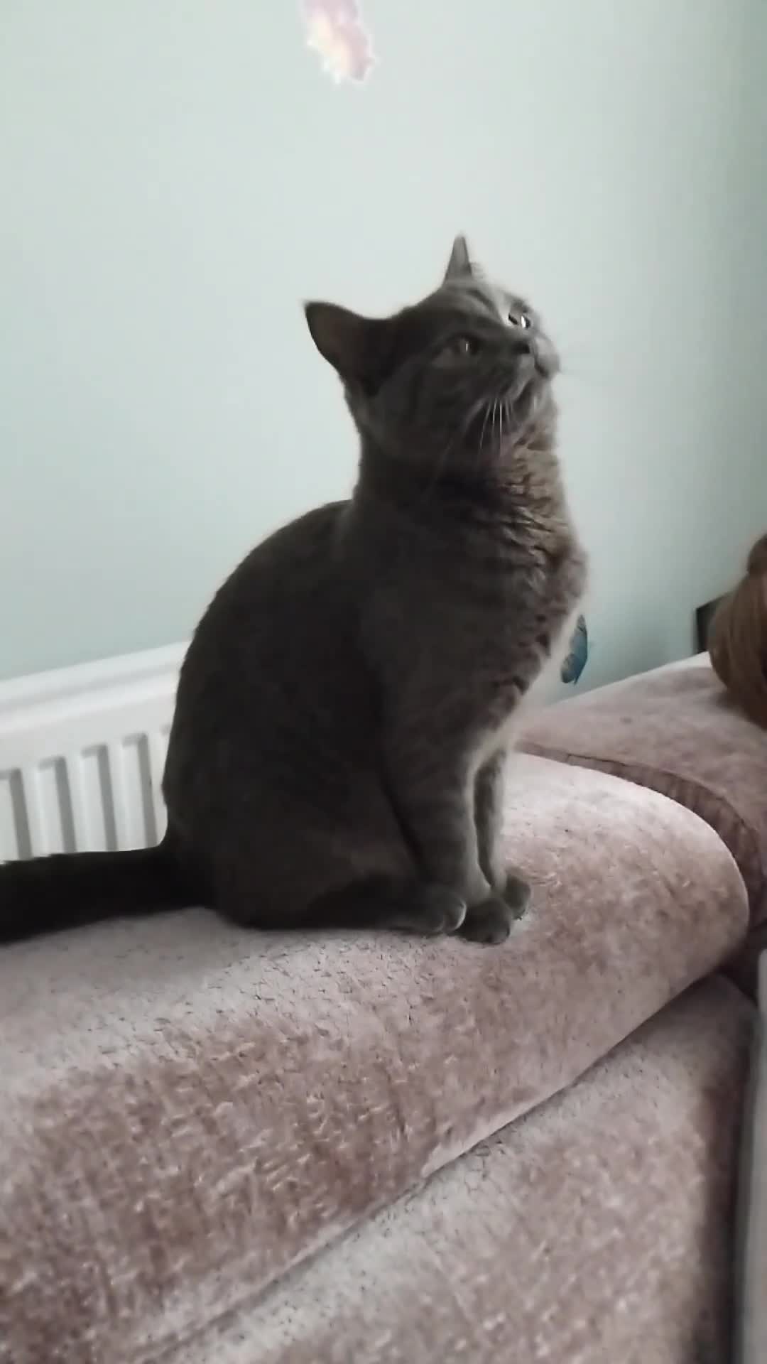 Russian Blue cats for sale: Russian blue x British Shorthair  - Video 1