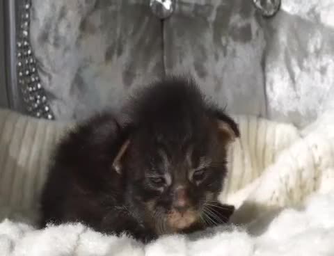 Maine Coon cats for sale: SHOW QUALITY MAINE COON KITTENS  - Video 1