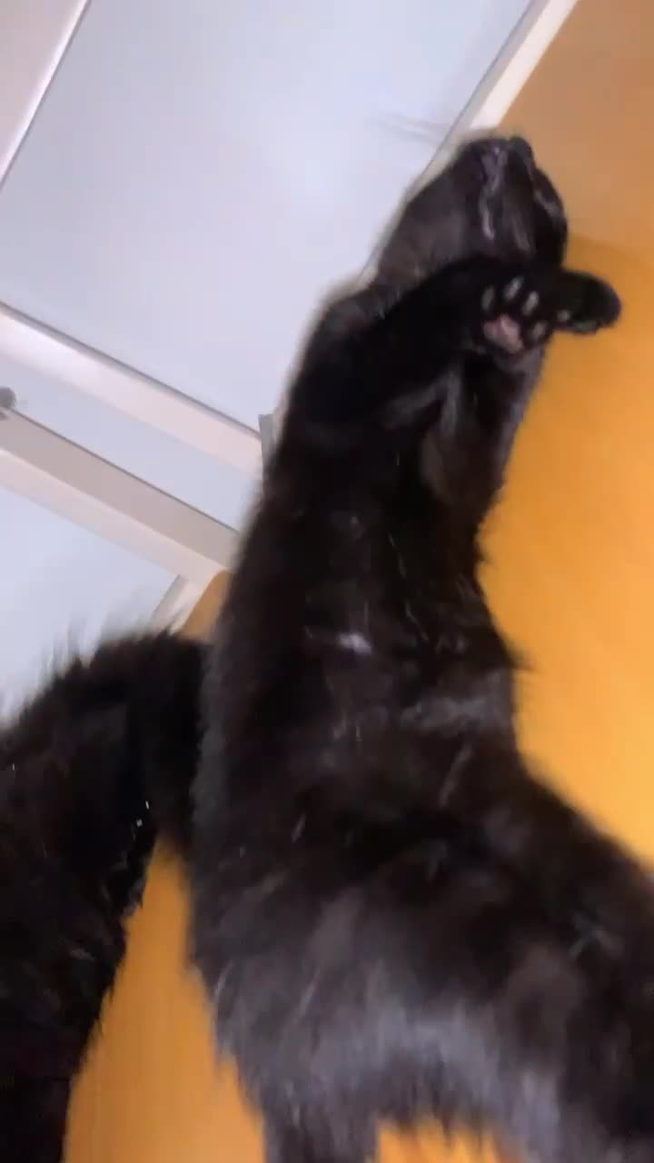 Mixed Breed cats for sale: Kittens ready now  - Video 1