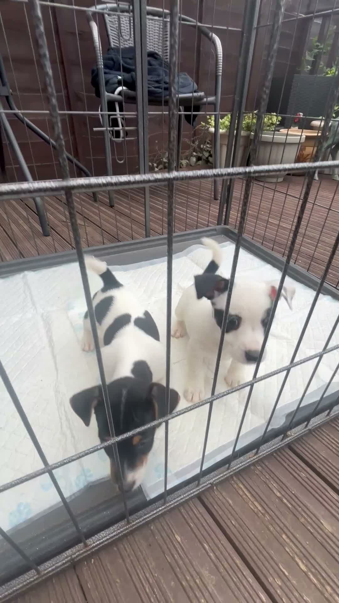 Jack Russell dogs for sale: Stunning litter of jackrussels  - Video 3