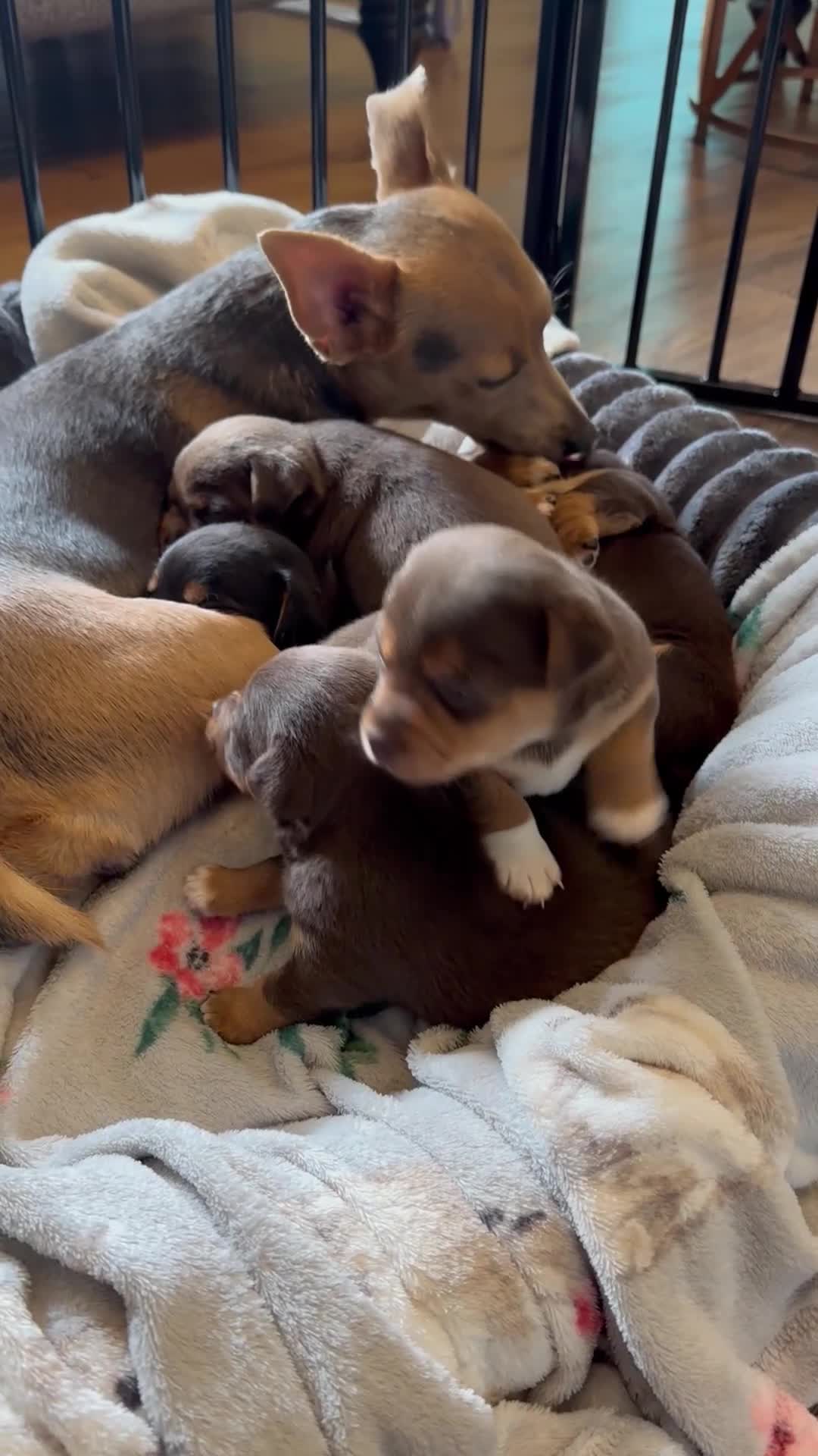 Jack Russell dogs for sale: Responsibly bred and reared Jack Russell puppies - Video 1