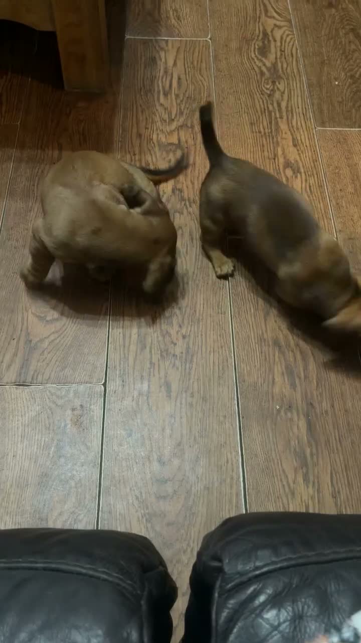 Mixed Breed dogs for sale: Miniature dachshund cross puppies  in Halesowen - Video 3