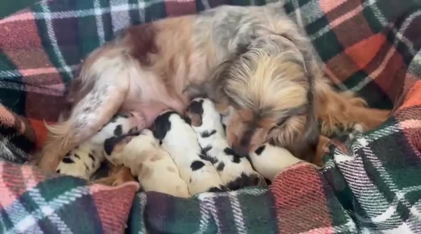 Cocker Spaniel dogs for sale: Show Cocker Spaniel Puppies  - Video 1