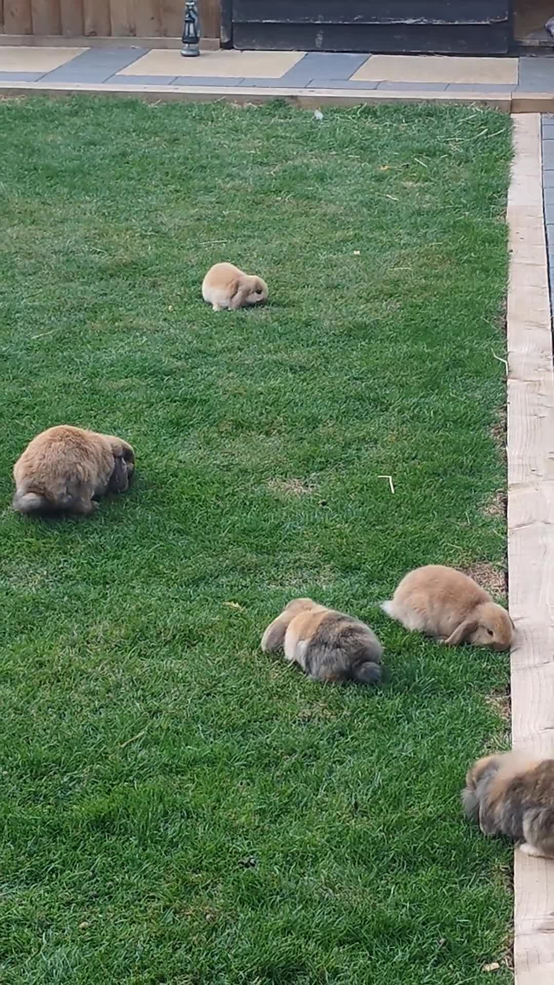Mini Lion Lop rabbits for sale: Lop/ lion head baby bunnys  - Video 2