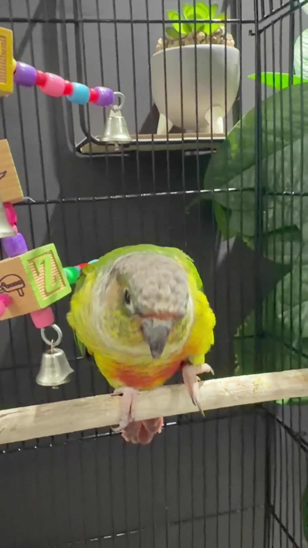 Conures birds for sale: Semi tame young conure with cage in Manchester - Video 1