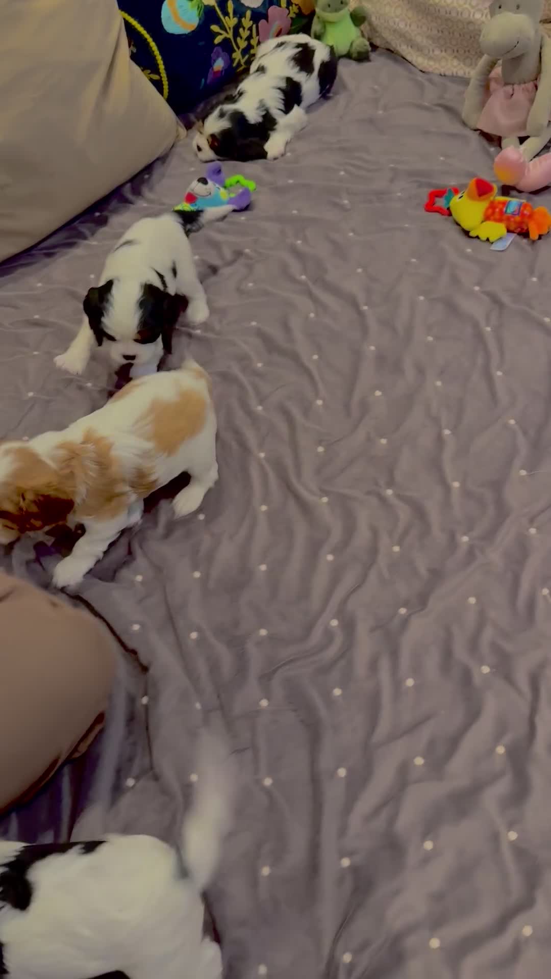 Cavalier King Charles Spaniel dogs for sale: Cavalier King Charles puppies London - Video 1