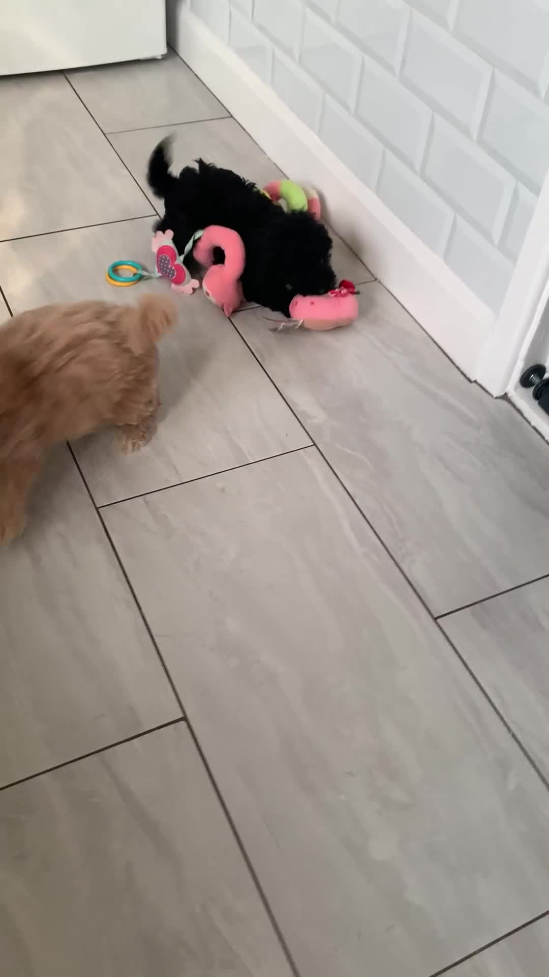 Cockapoo dogs for sale: Amazing DNA/BVA CLEAR mini cockapoo puppies  - Video 1
