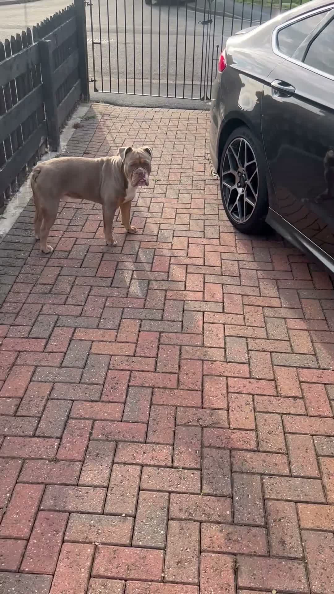 English Bulldog dogs for sale: Bruno - Video 1