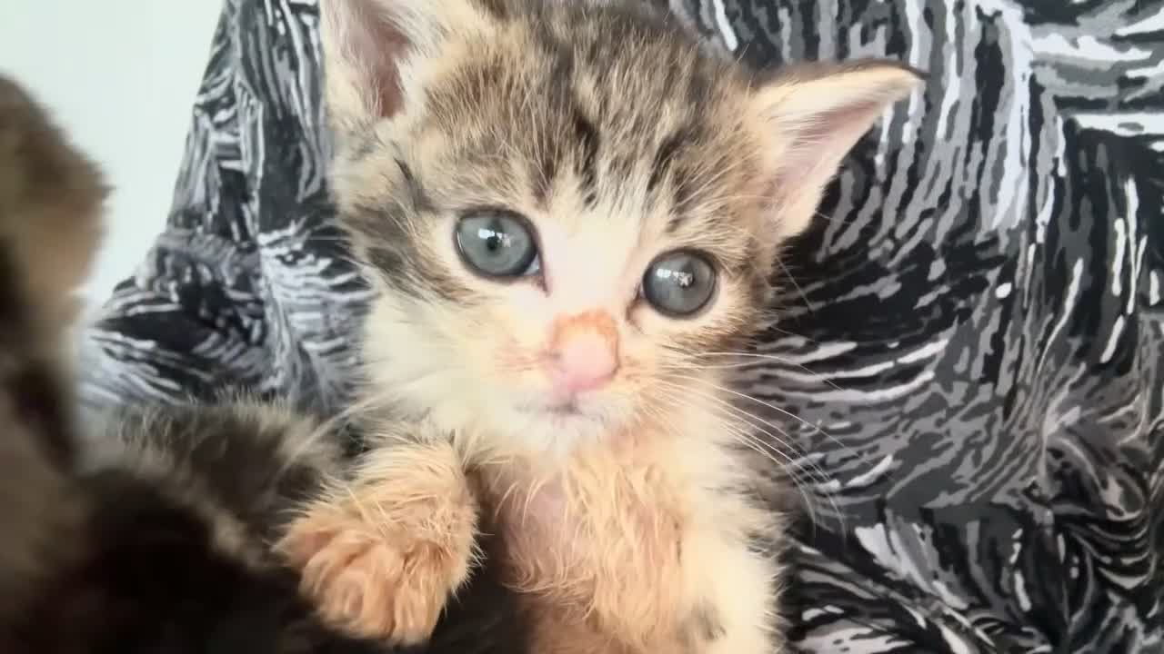Mixed Breed cats for sale: Adorable kittens available  - Video 3