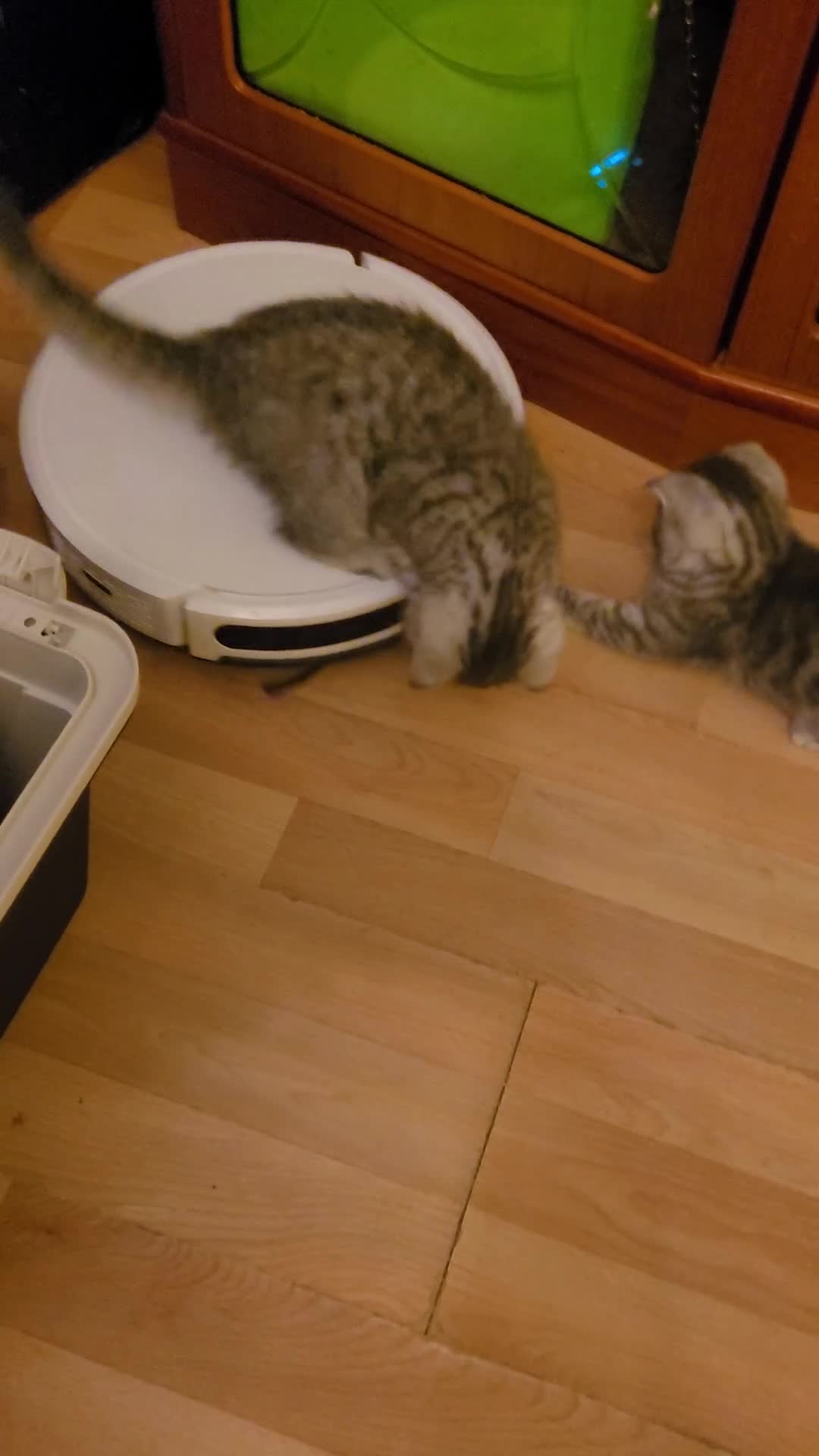British Shorthair cats for sale: kittens looking for forever family  - Video 2