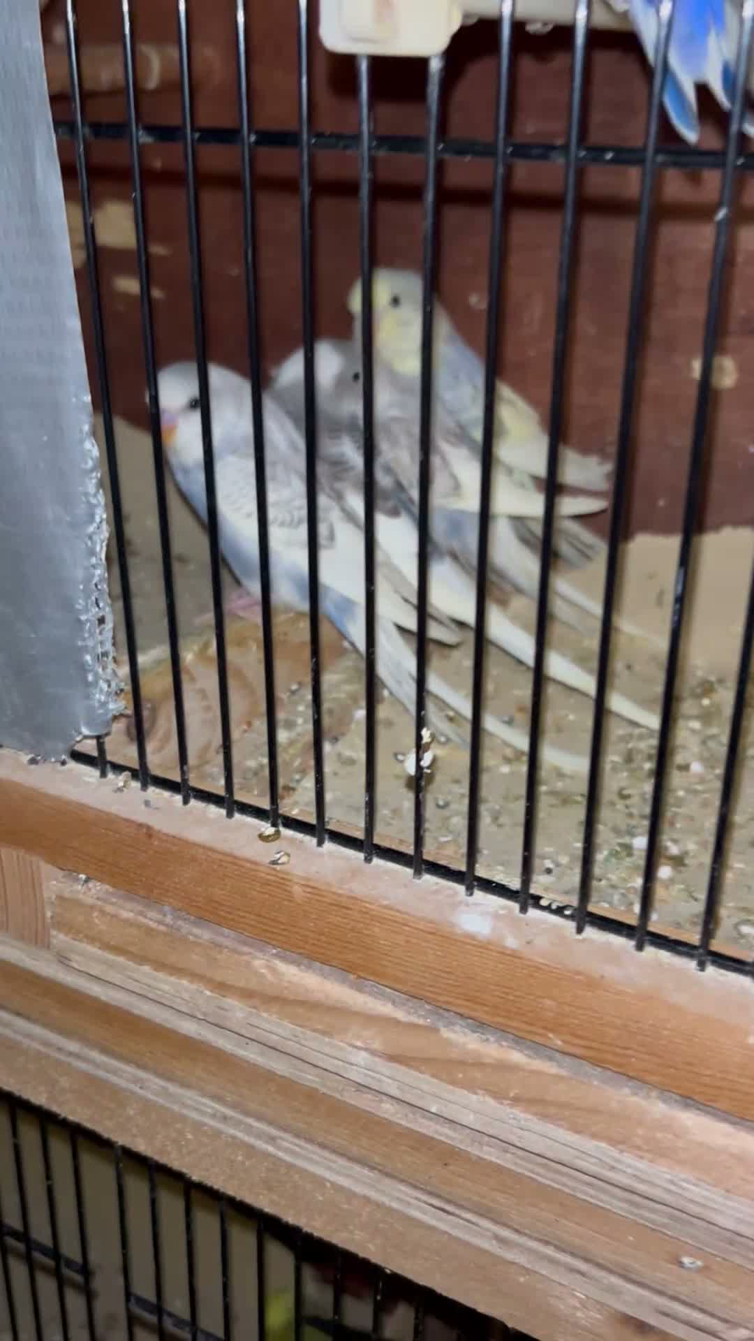 Budgerigars birds for sale: Young Budgies’s ready to leave - Video 2