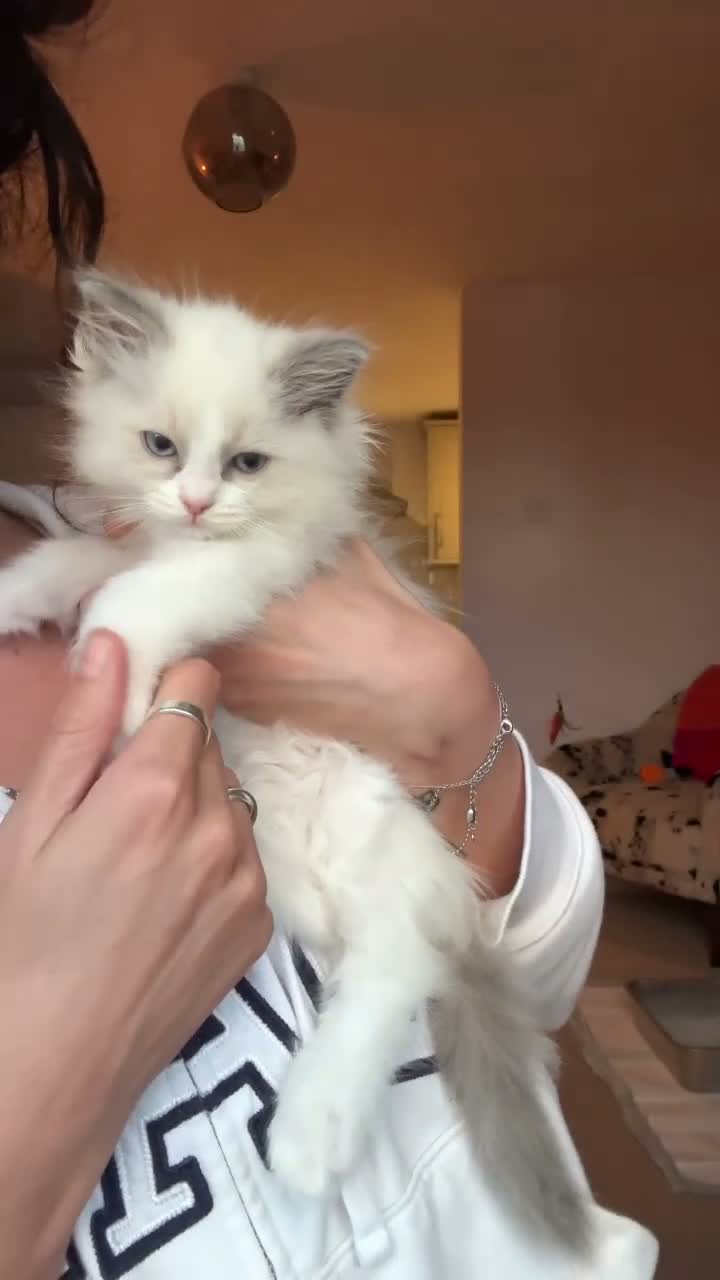 Ragdoll cats for sale: ❗️ONLY 2 LEFT❗️ 2 girls💗beaut ragdolls💗 - Video 1