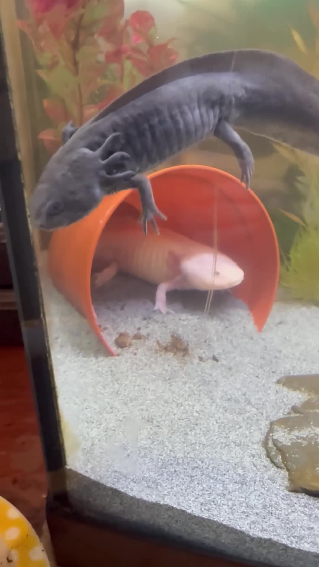 Axolotl reptiles for sale: Axalotols and tank  - Video 2