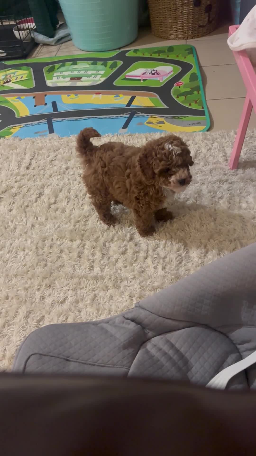 Cavapoo dogs for sale: Dark red cavapoo puppy  - Video 1