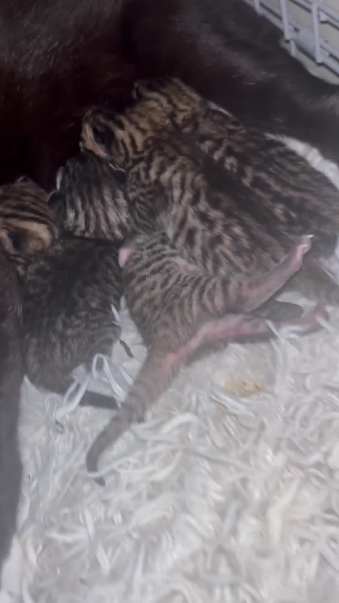 Bengal cats for sale: Bengal and half breed Bengal kittens  - Video 3