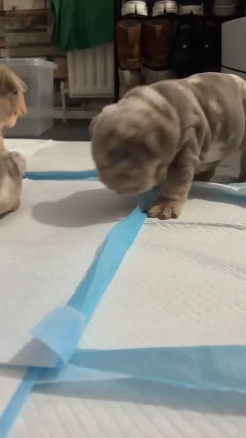 English Bulldog dogs for sale: 🐶🔥 English Bulldogs ready to go 🔥🐶 REDUCED!! - Video 1