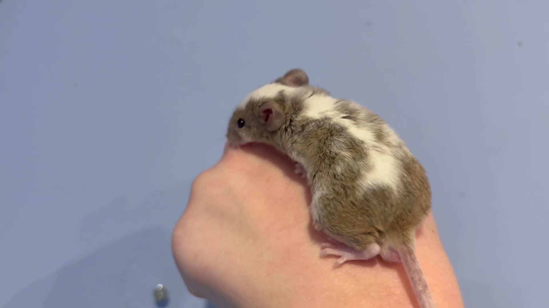 Mouse rodents for sale: Fancy Male Mouse  - Video 1