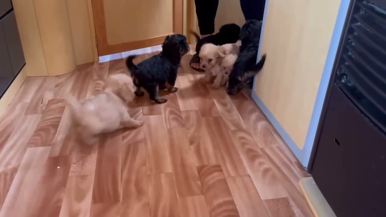 Cavalier King Charles Spaniel dogs for sale: Adorable Cavalier King Charles x Mini Poodle Pups - Video 1
