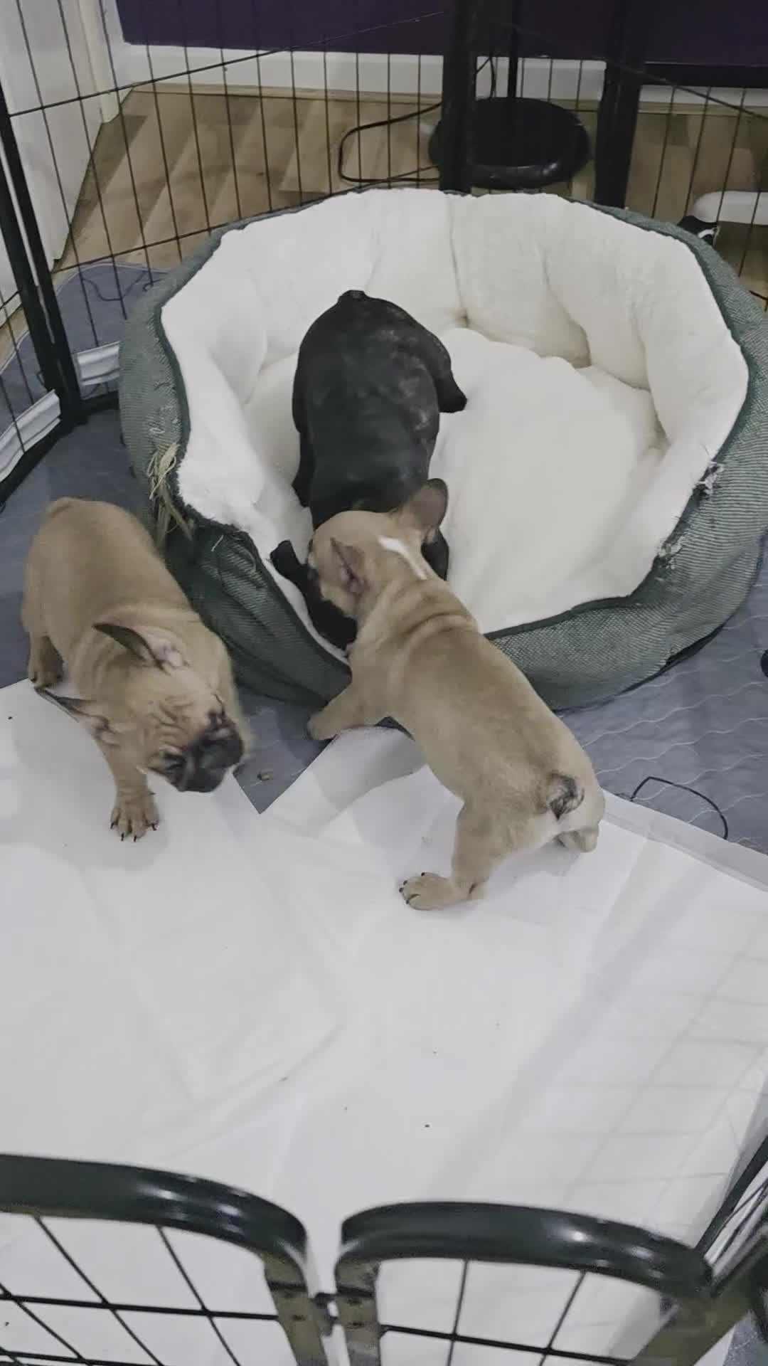 French Bulldog dogs for sale: Beautiful French bulldog  - Video 1