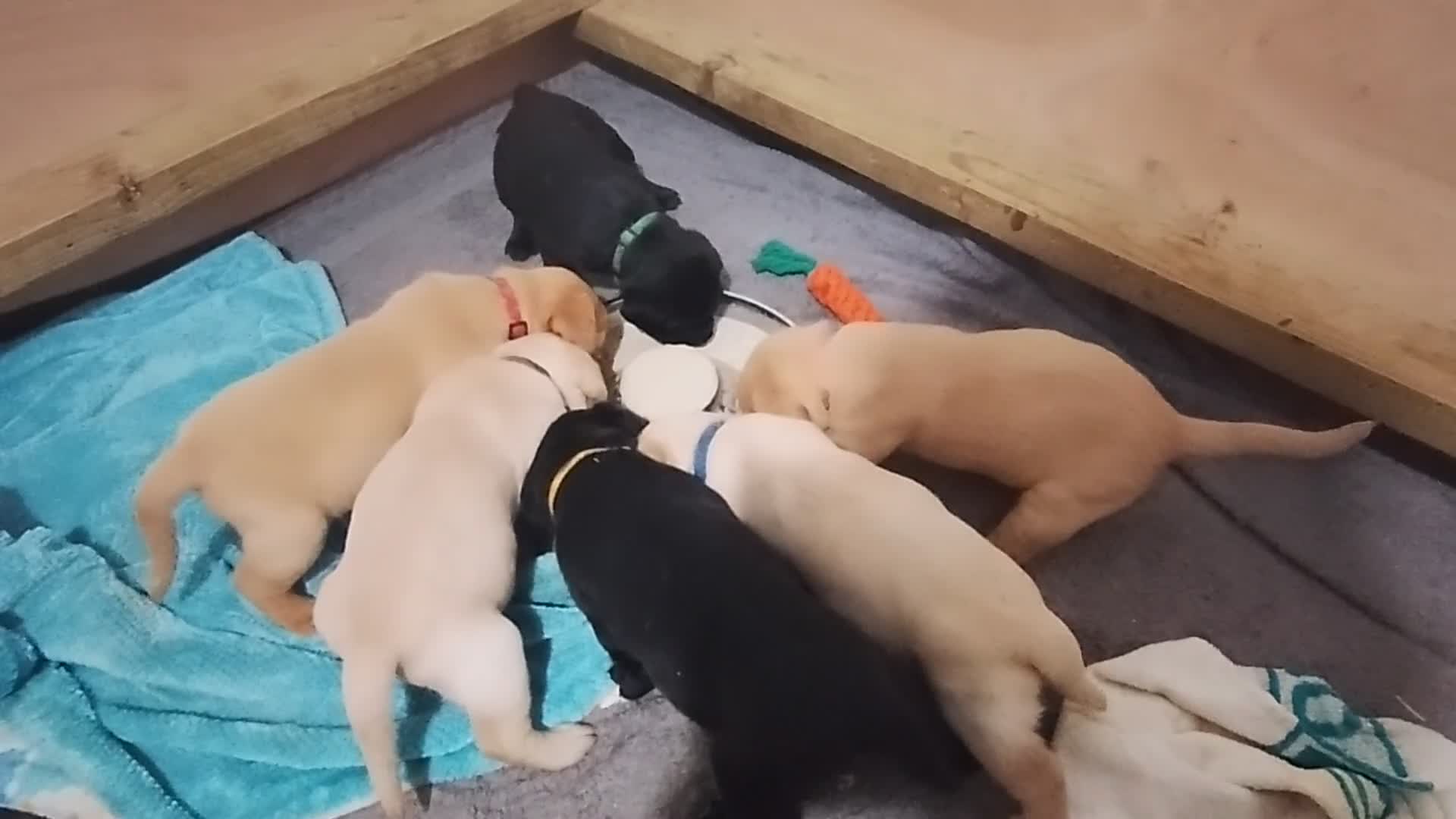 Labrador Retriever dogs for sale: Labrador Puppies for sale  - Video 1