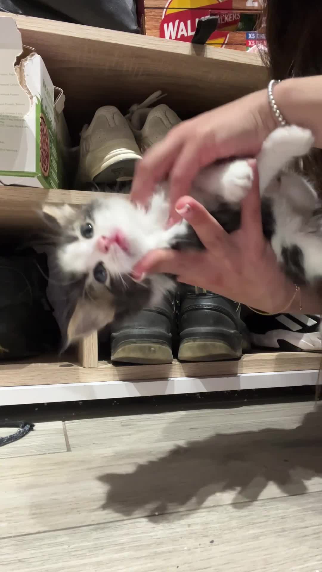 Domestic Shorthair cats for sale: Playful Tabby Kittens Ready in South Ockendon - Video 1