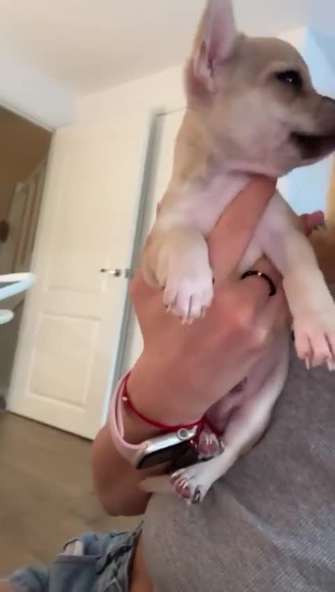 Chihuahua dogs for sale: Chihuahua puppy boy in Poole - Video 1