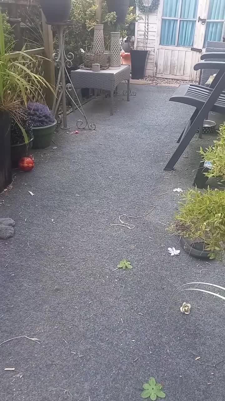 Toy Poodle dogs for stud: *2 STUDS AVAILABLE*FULL PEDIGREE SILVER & PHANTOM in Colwyn Bay - Video 1