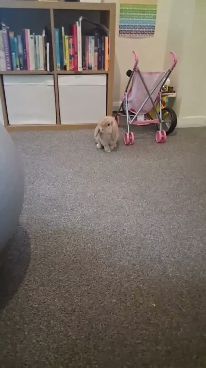 Dwarf Lop rabbits for sale: Mini lop in London - Video 1