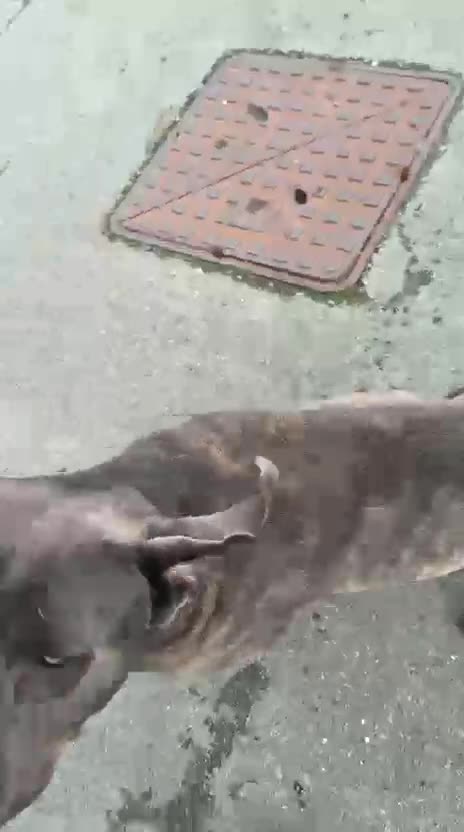 Cane Corso dogs for sale: 2 year old cane corso - Video 2