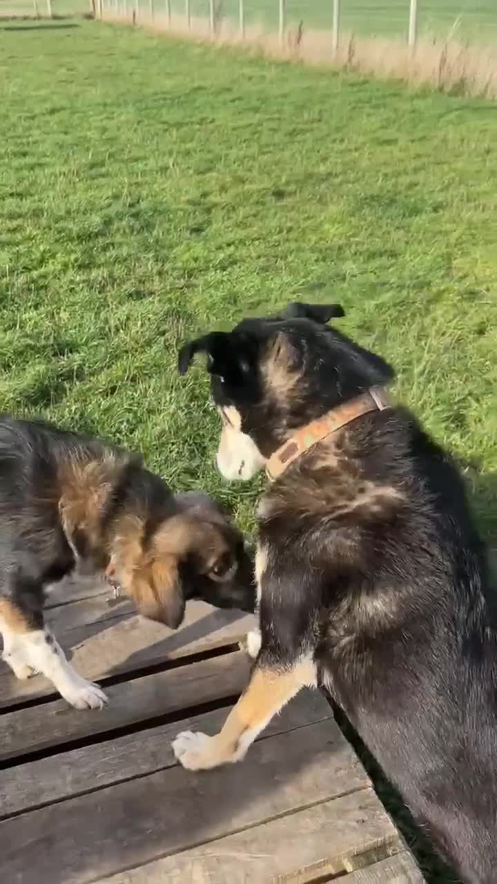 Mixed Breed dogs for adoption: MABEL - Video 2