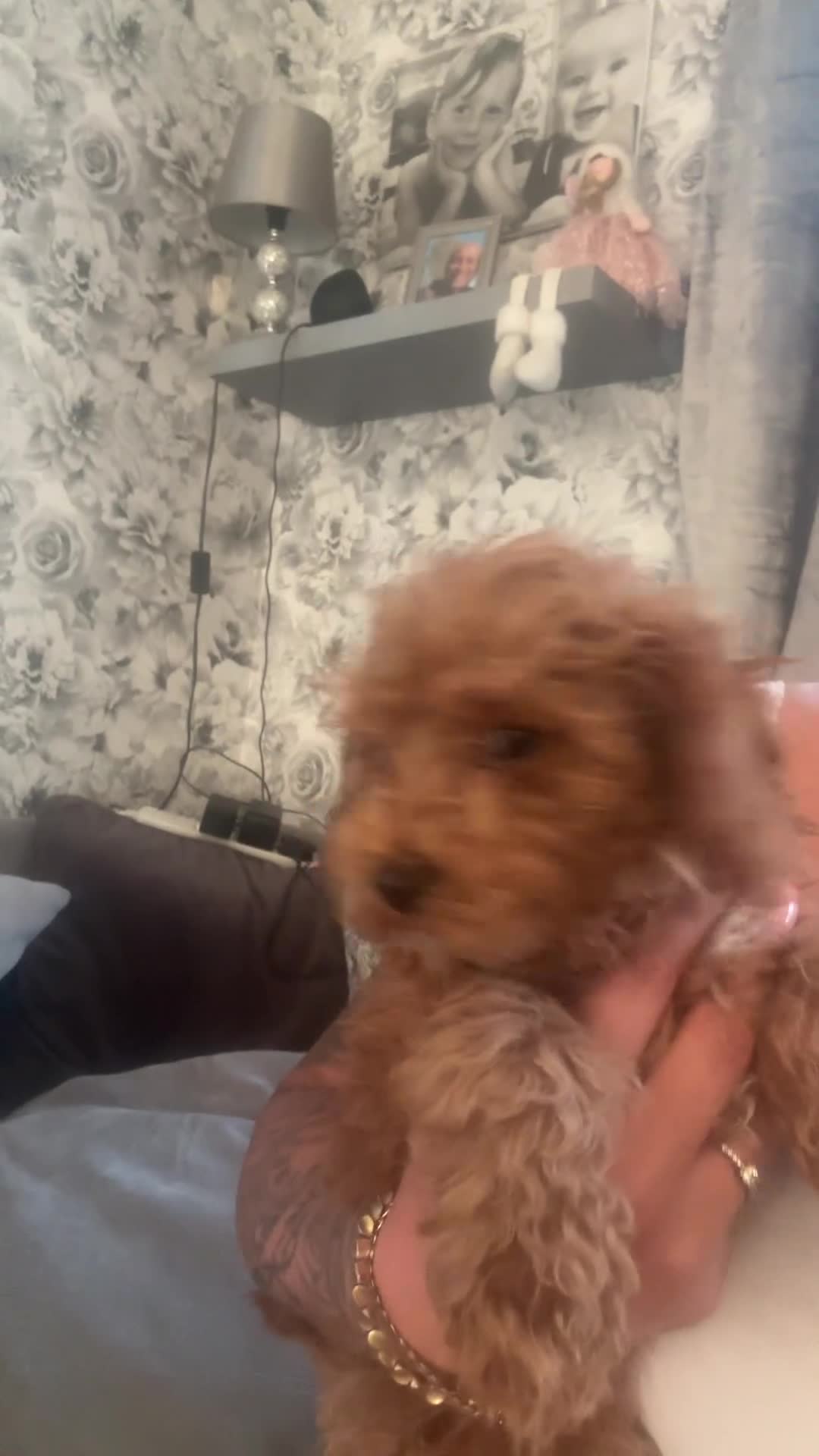 Cockapoo dogs for sale: Our beautiful bundles of fluff - Video 4