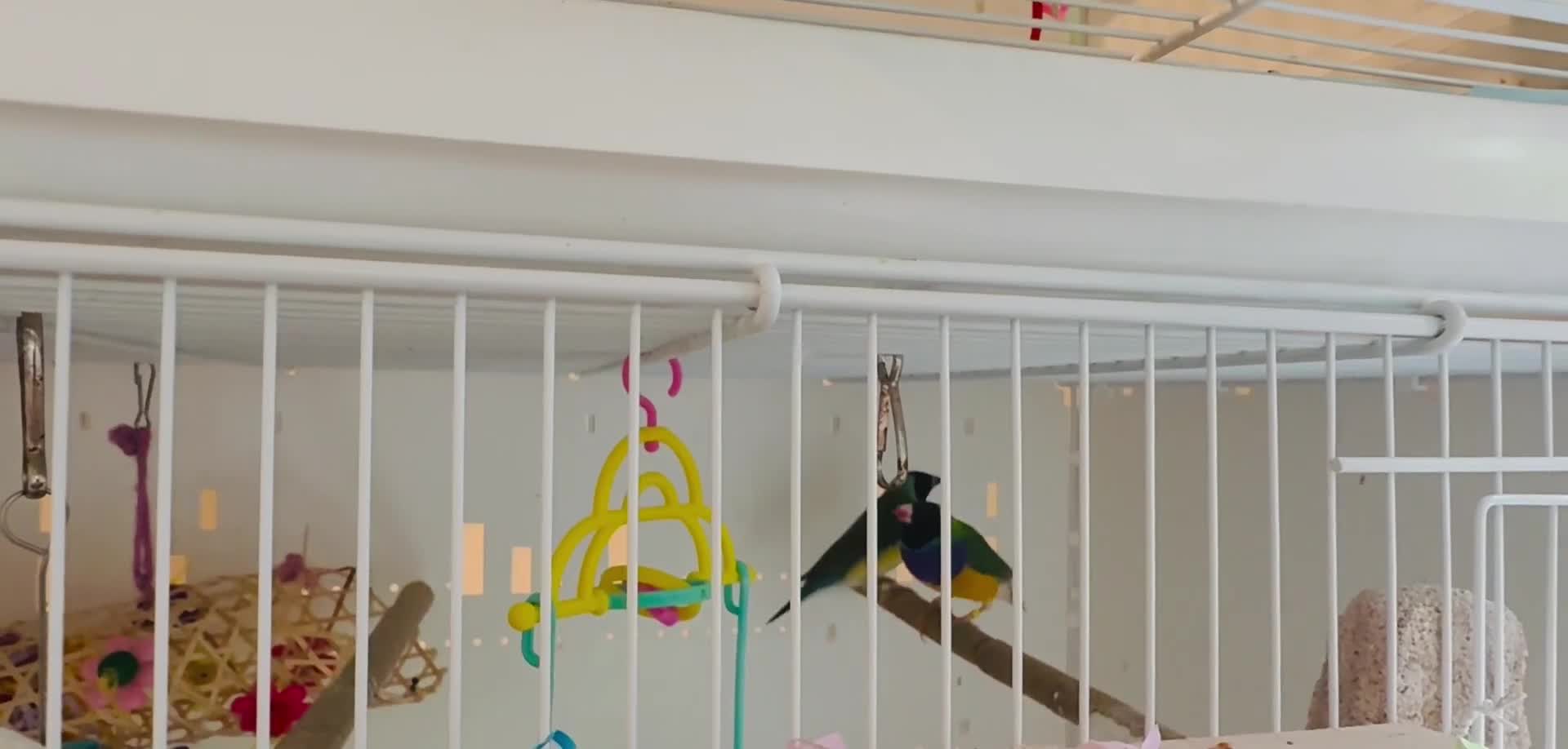 Finches birds for sale: gouildan finches available Runcorn  - Video 2