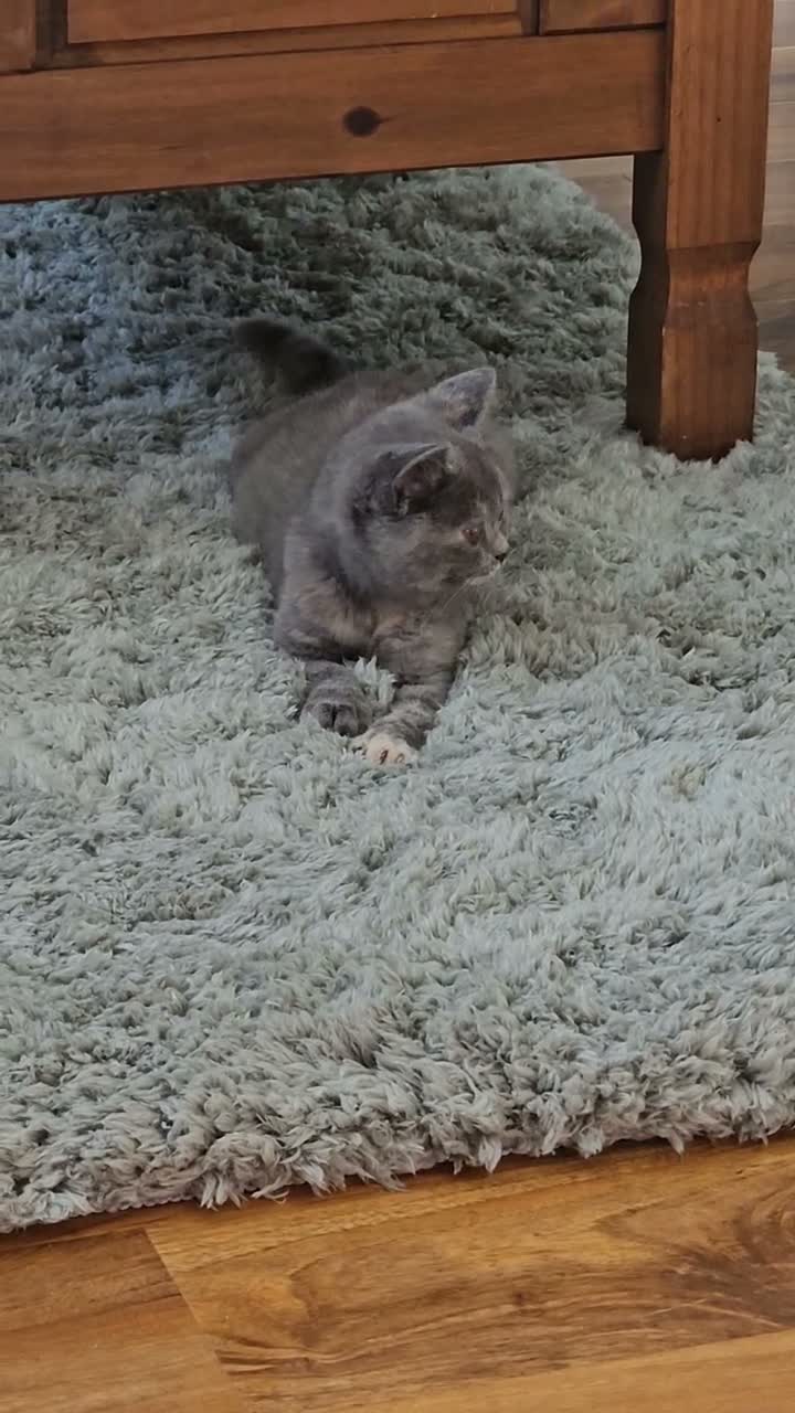 British Shorthair cats for sale: Ready for new home GCCF registered ACTIVE British  - Video 1