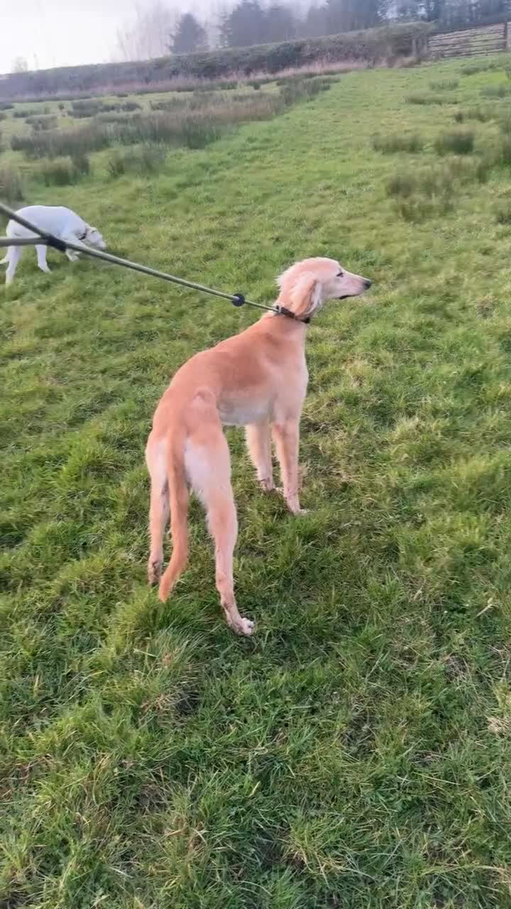 Mixed Breed dogs for sale: Saluki in Llanelli - Video 1
