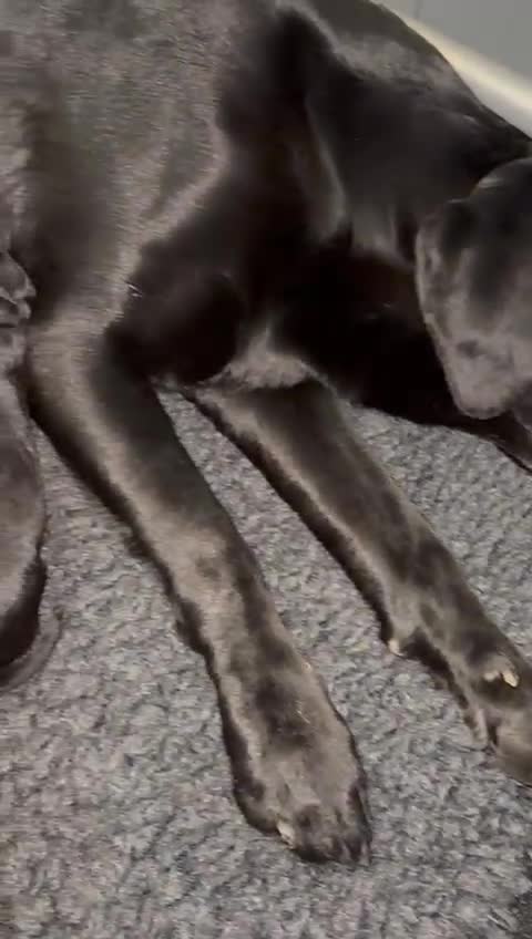 Labrador Retriever dogs for sale: Beautiful Labrador Puppies - Video 1