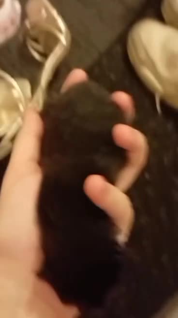 Mixed Breed cats for sale: Kittens for sale. 1 black male and 1 tabby female  - Video 1