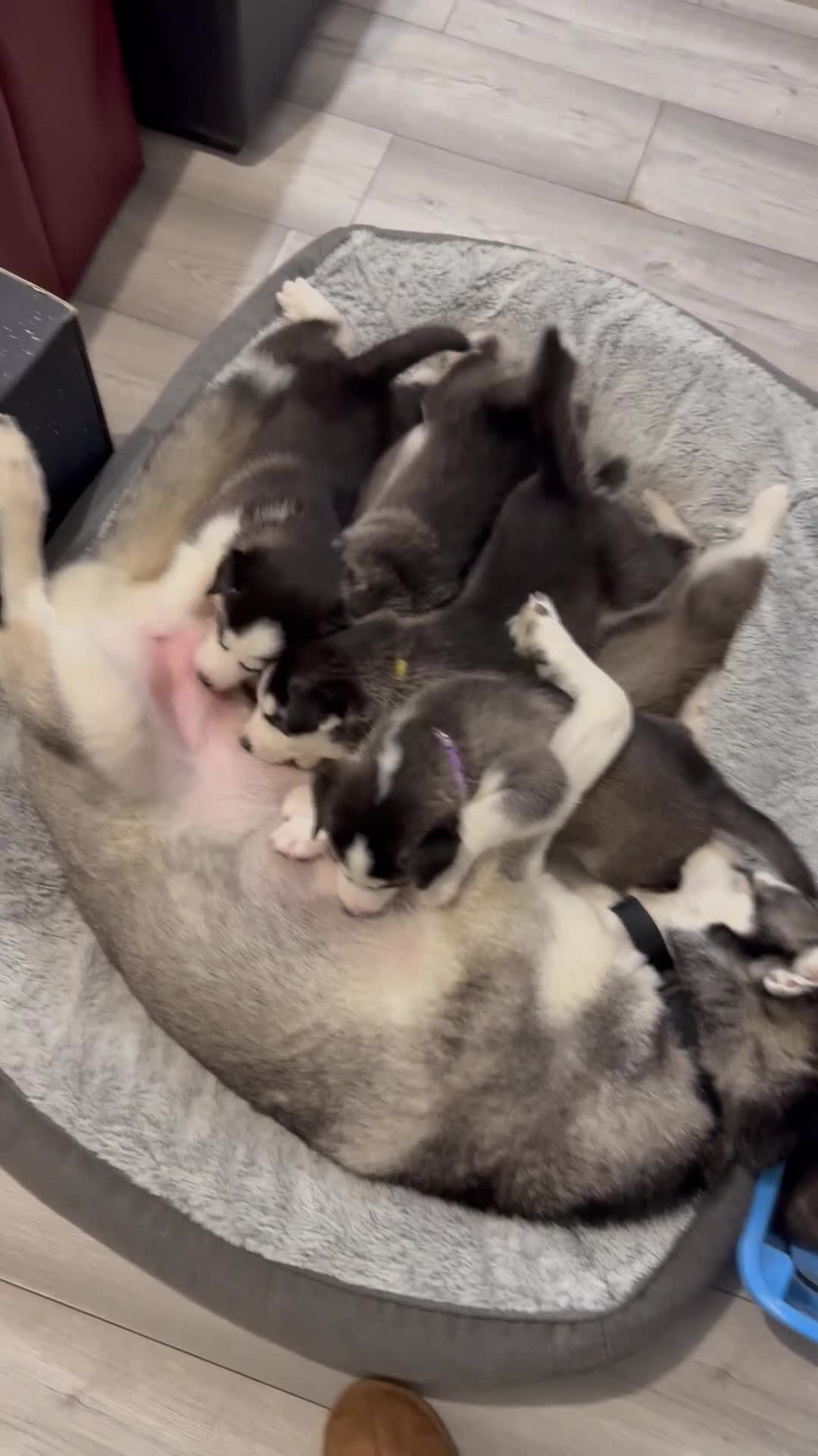 Siberian Husky dogs for sale: Gorgeous, Healthy & Fully Insured Siberian puppies in Stanmore - Video 2