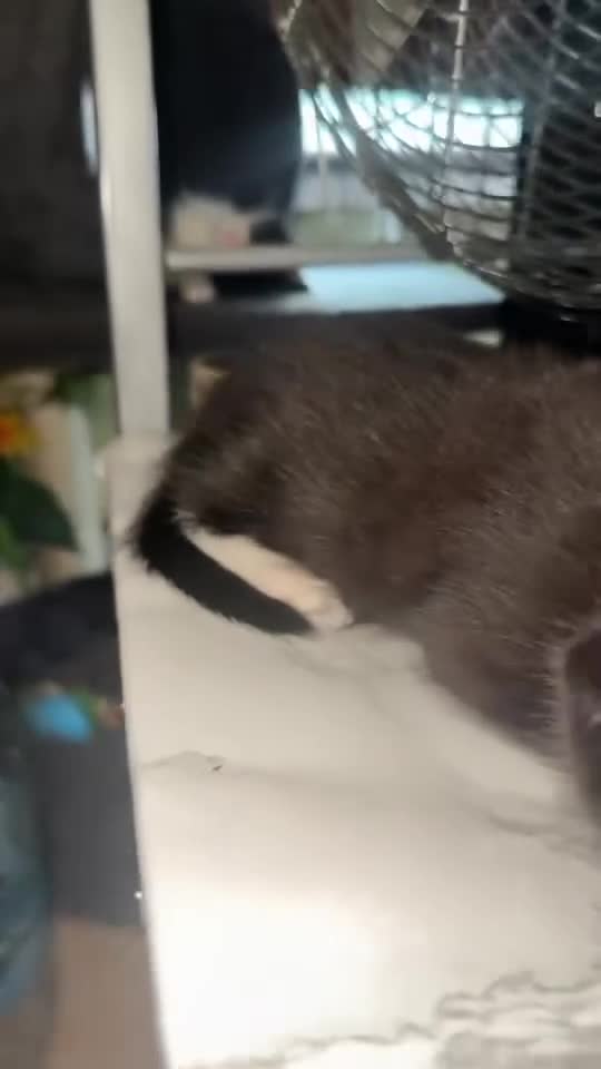 Maine Coon cats for sale: Adorable Maine Coon Mix Kittens for Sale! - Video 1