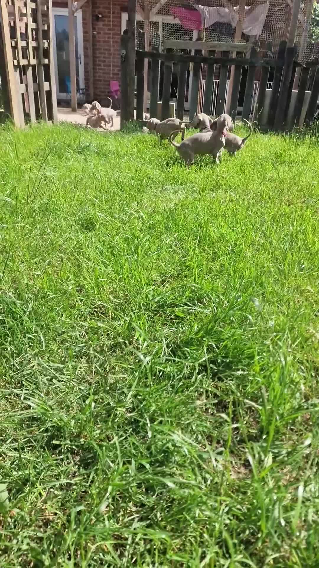 Weimaraner dogs for sale: Weimaraner Puppies Looking for Their Forver Home🐾 in Shrewsbury - Video 3