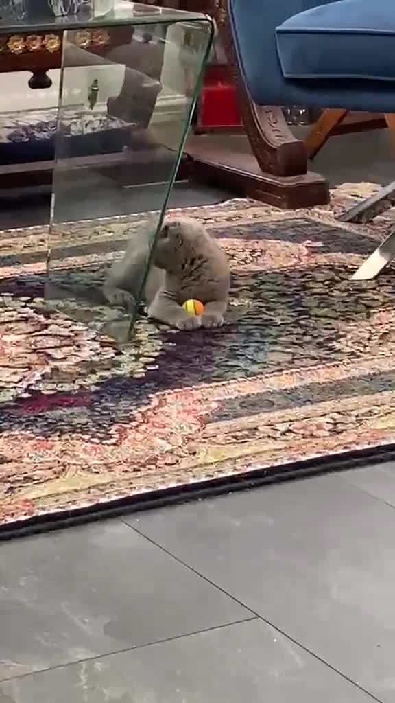 Scottish Fold cats for sale: Scottish Fold Kitten Solid Blue boy left (Folded) - Video 1