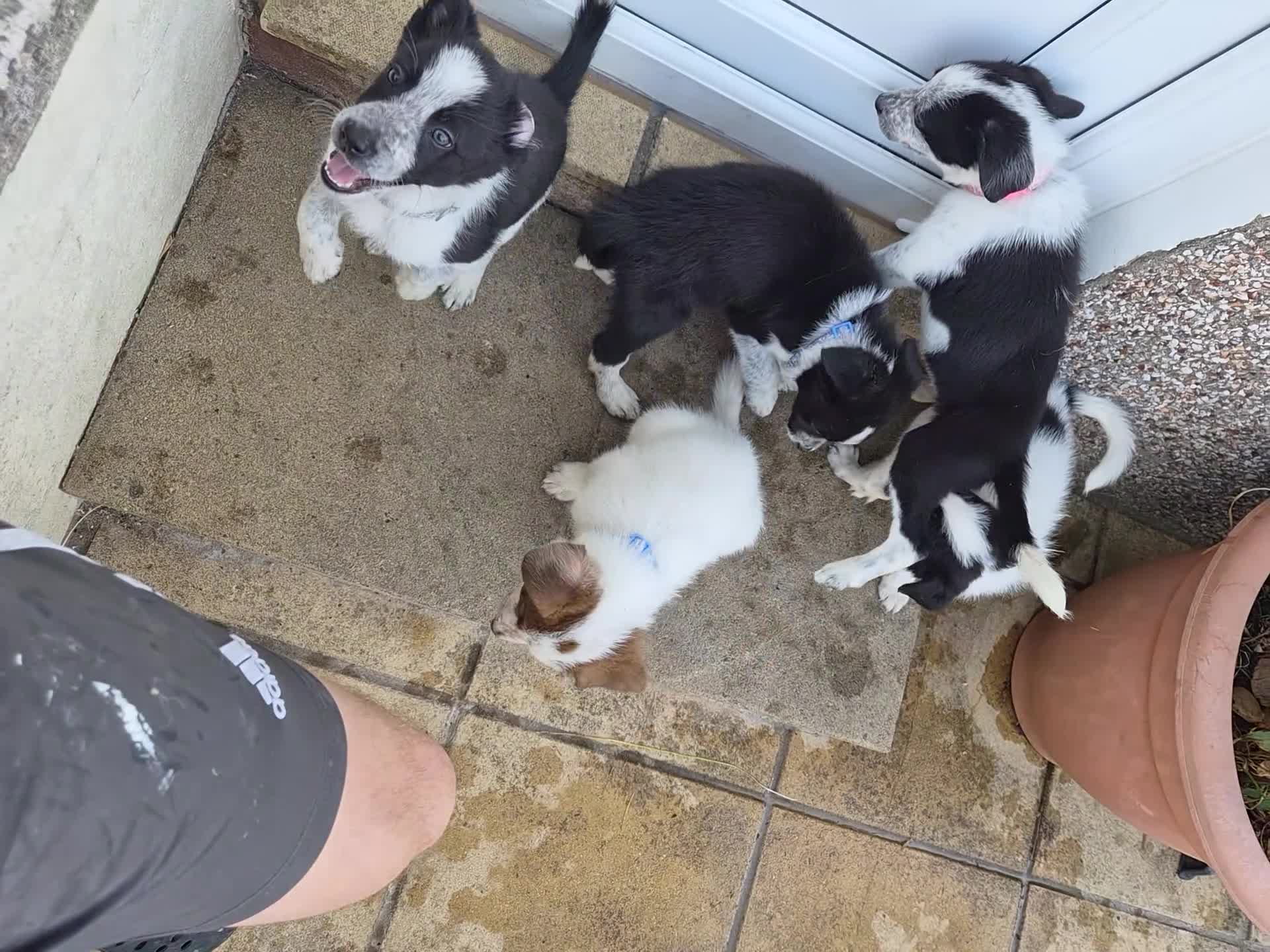 Border Collie dogs for sale: 2 female collies looking for their forever home - Video 1
