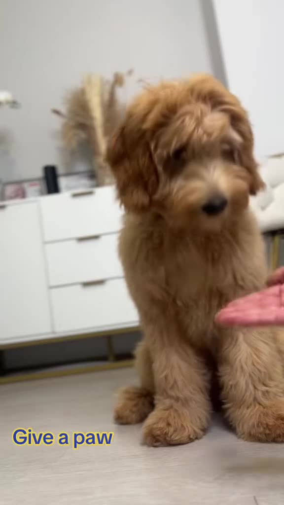 Goldendoodle dogs for stud: StandardGoldendoodle Stud–Intelligent,Non-Shedding - Video 1