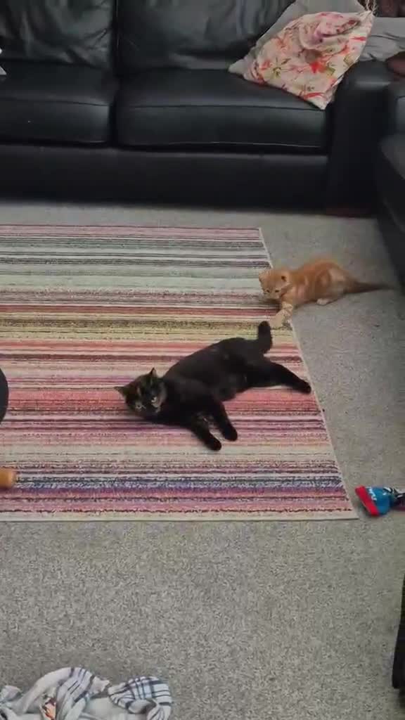 Domestic Shorthair cats for sale: Gorgeous black kittens  in Hayling Island - Video 1