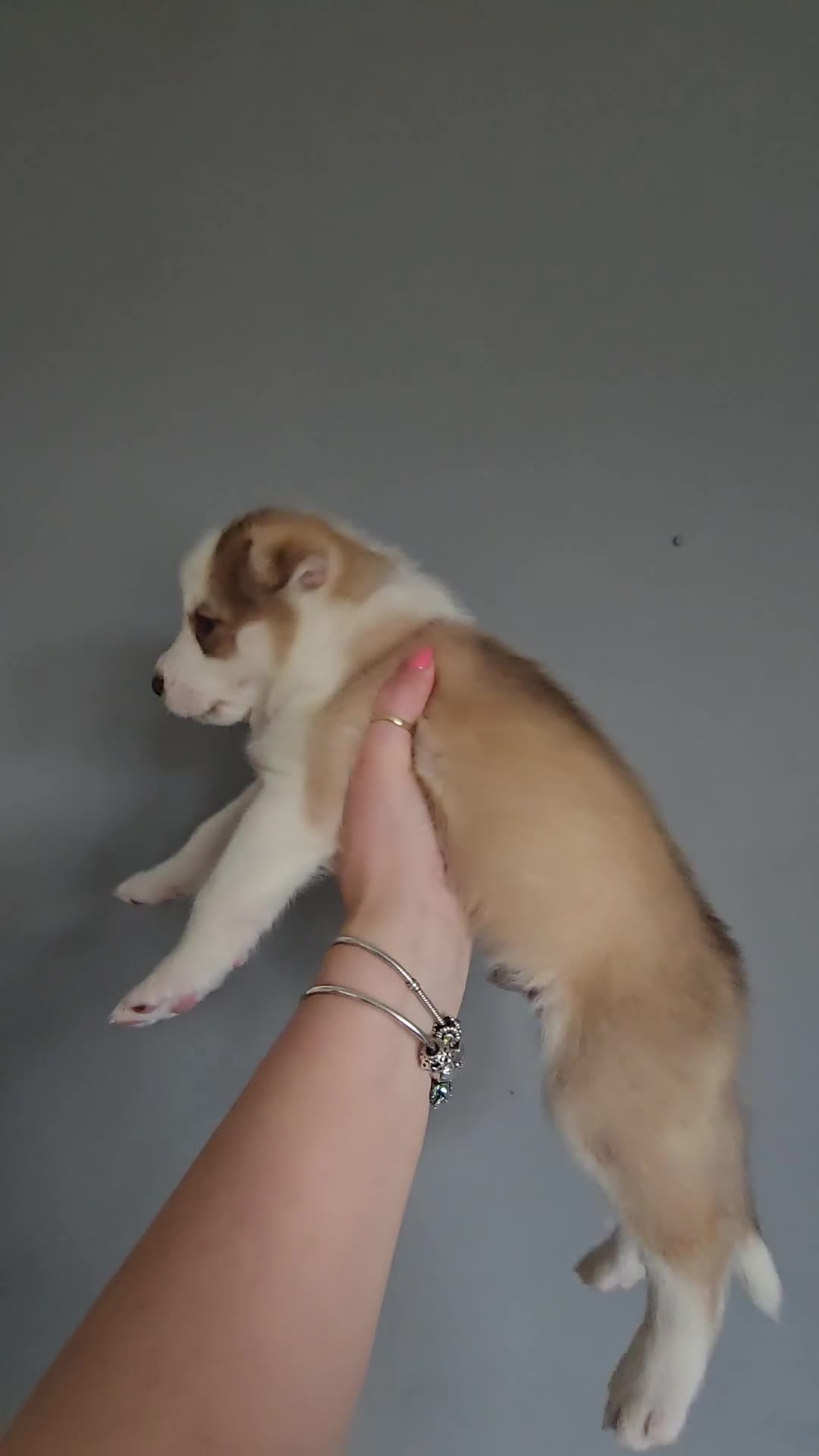 Siberian Husky dogs for sale: Husky puppies  - Video 2