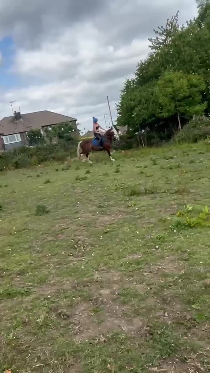 Welsh Section D horses for sale: ❤️ beautiful welsh section D mare ❤️ - Video 3