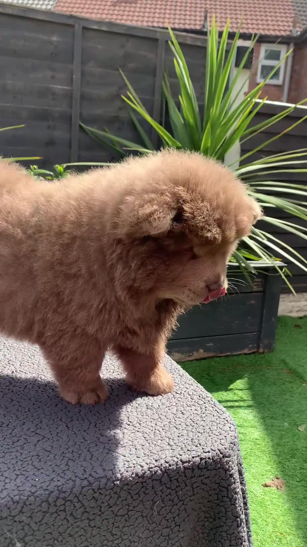 Chow Chow dogs for sale: Beautiful QUALITY chow chow pups NOW REDUCED!!! - Video 2