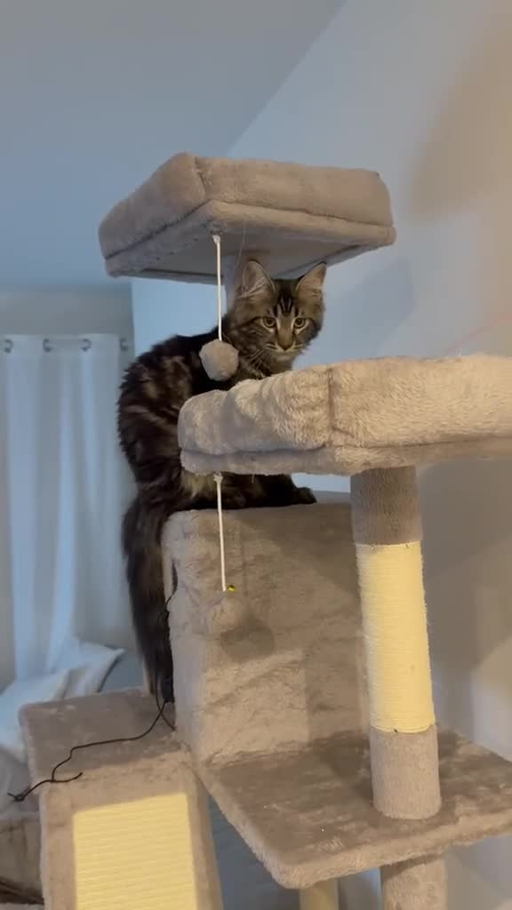Maine Coon cats for sale: Maine Coon XL gorgeous boy purebred for sale  - Video 3