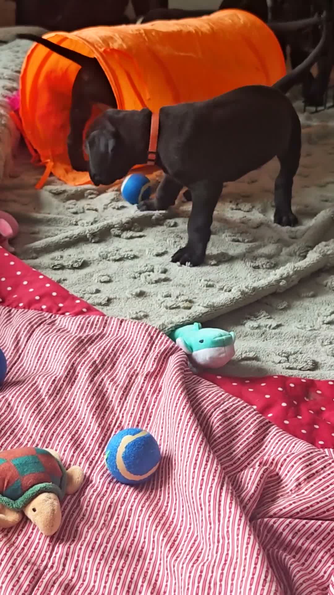 Great Dane dogs for sale: Great Dane Puppies - Video 1