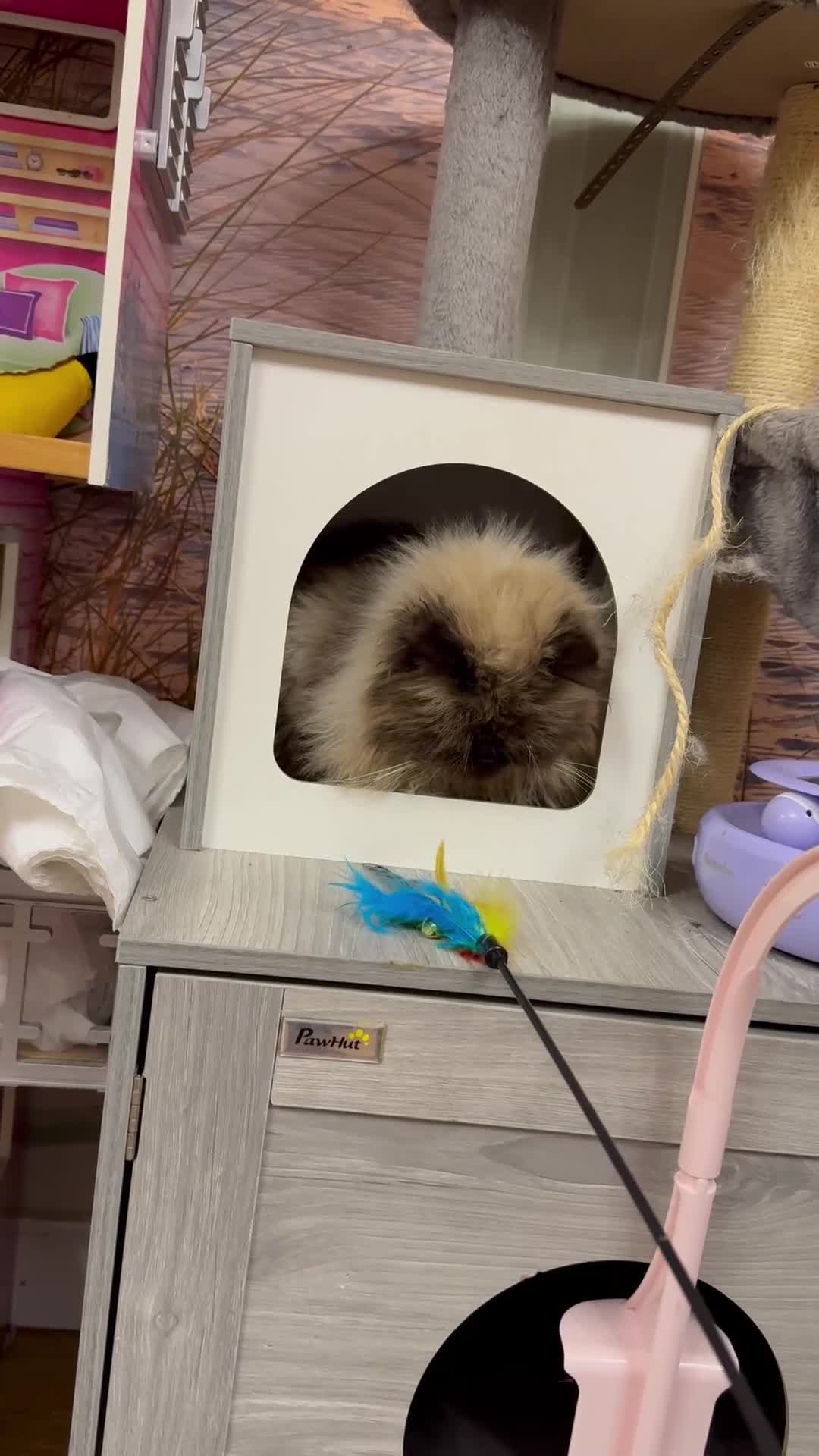 Persian cats for sale: Himalayan Persian Boy  - Video 2