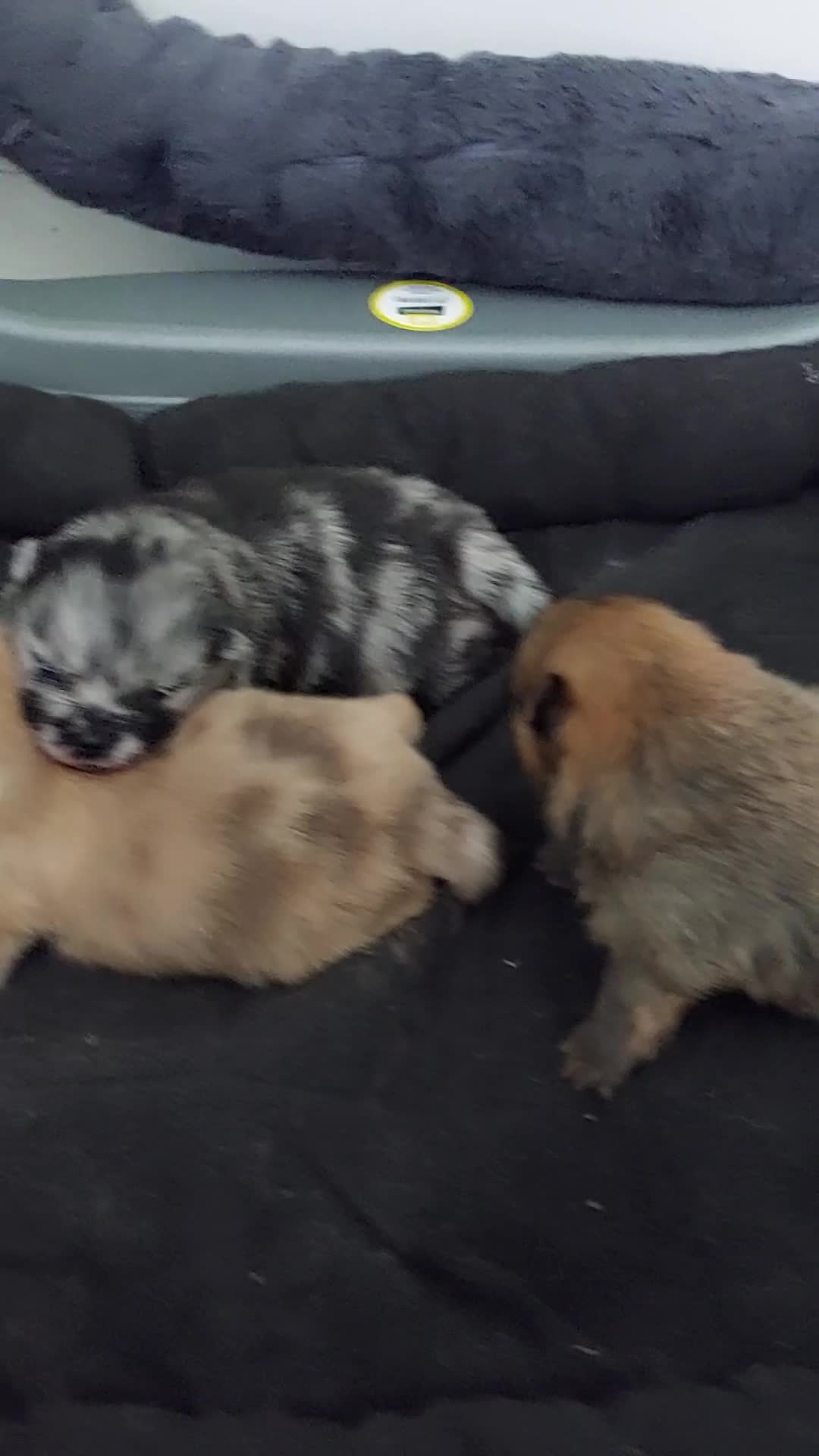 Pomeranian dogs for sale: Pomeranian puppies - Video 2